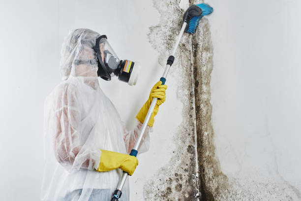 Mold Testing and Removal in Hoquiam, WA