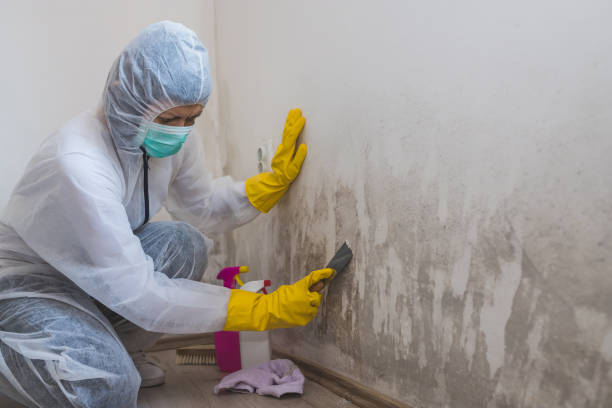Best Emergency Mold Removal  in Hoquiam, WA