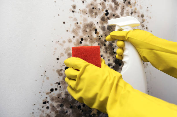Best Mold Damage Repair  in Hoquiam, WA