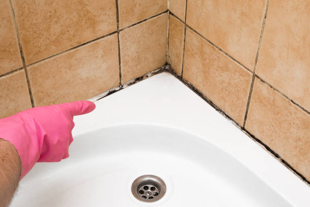 Best Best Mold Removal Companies  in Hoquiam, WA